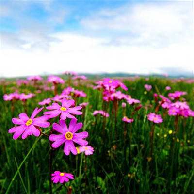 星空下载下载手机版